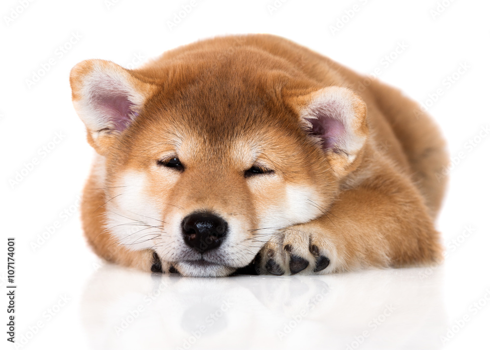 adorable shiba inu puppy sleeping