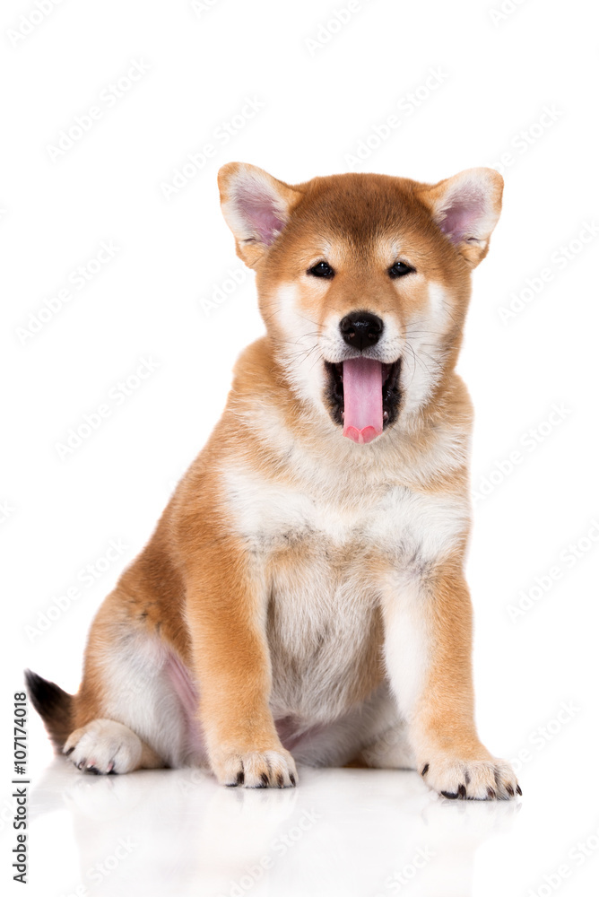 adorable shiba inu puppy yawning