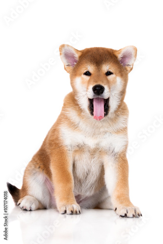 adorable shiba inu puppy yawning © otsphoto