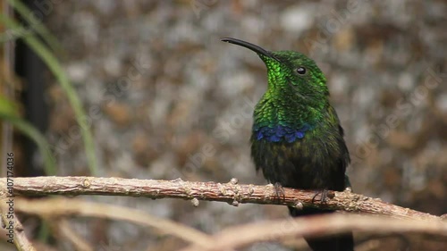 Green-Throated Carib Hummingbird Perched on a Branch photo