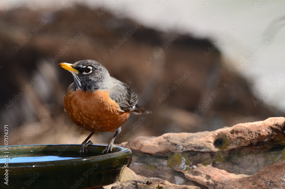 Southwest USA Beautiful American Robins are gray-brown birds with warm orange underparts and dark heads Reddish orange breast and sides Female have paler head and tail than Males. Southwest USA Beautiful American Robins are gray-brown birds with warm orange underparts and dark heads Reddish orange breast and sides Female have paler head and tail than Males.