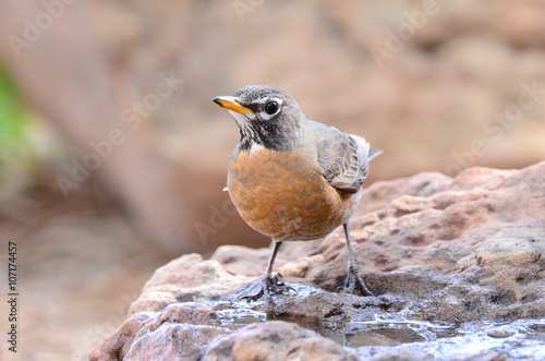 Southwest USA Beautiful American Robins are gray-brown birds with warm orange underparts and dark heads Reddish orange breast and sides Female have paler head and tail than Males.