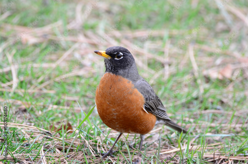 Southwest USA Beautiful American Robins are gray-brown birds with warm orange underparts and dark heads Reddish orange breast and sides Female have paler head and tail than Males. Southwest USA Beautiful American Robins are gray-brown birds with warm orange underparts and dark heads Reddish orange breast and sides Female have paler head and tail than Males.