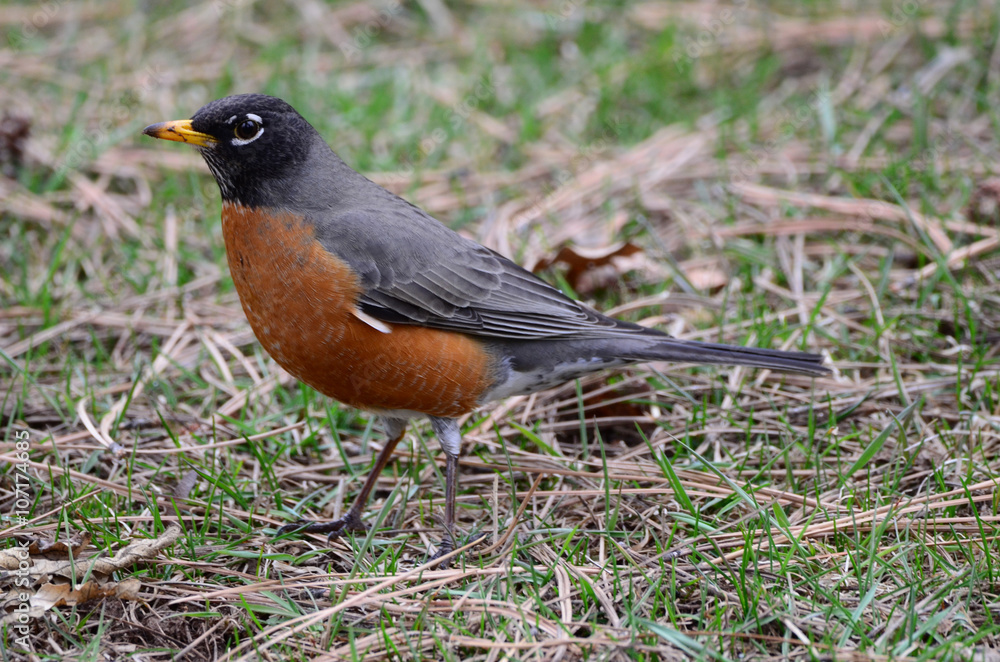 Southwest USA Beautiful American Robins are gray-brown birds with warm orange underparts and dark heads Reddish orange breast and sides Female have paler head and tail than Males. Southwest USA Beautiful American Robins are gray-brown birds with warm orange underparts and dark heads Reddish orange breast and sides Female have paler head and tail than Males.