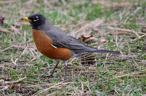 Southwest USA Beautiful American Robins are gray-brown birds with warm orange underparts and dark heads Reddish orange breast and sides Female have paler head and tail than Males.