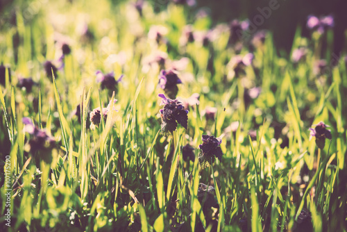 Wild purple flowers