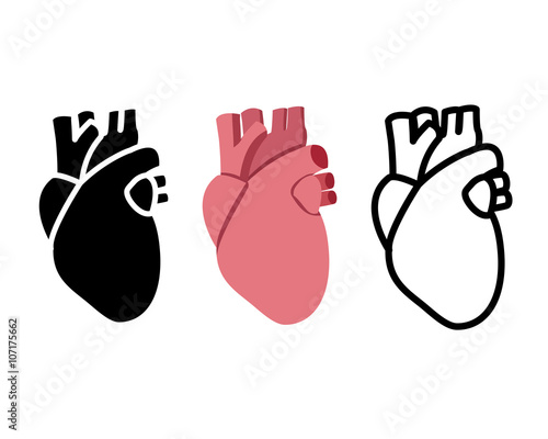 Real human heart in flat style, vector