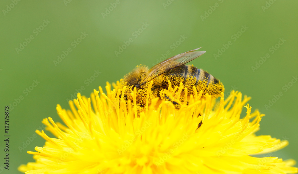 Biene im Blütenstaubrausch