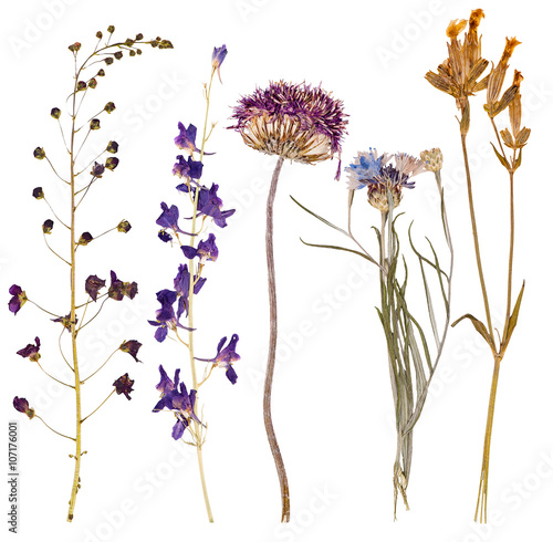 Set of wild flowers pressed