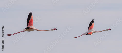 Two flamingos flying together