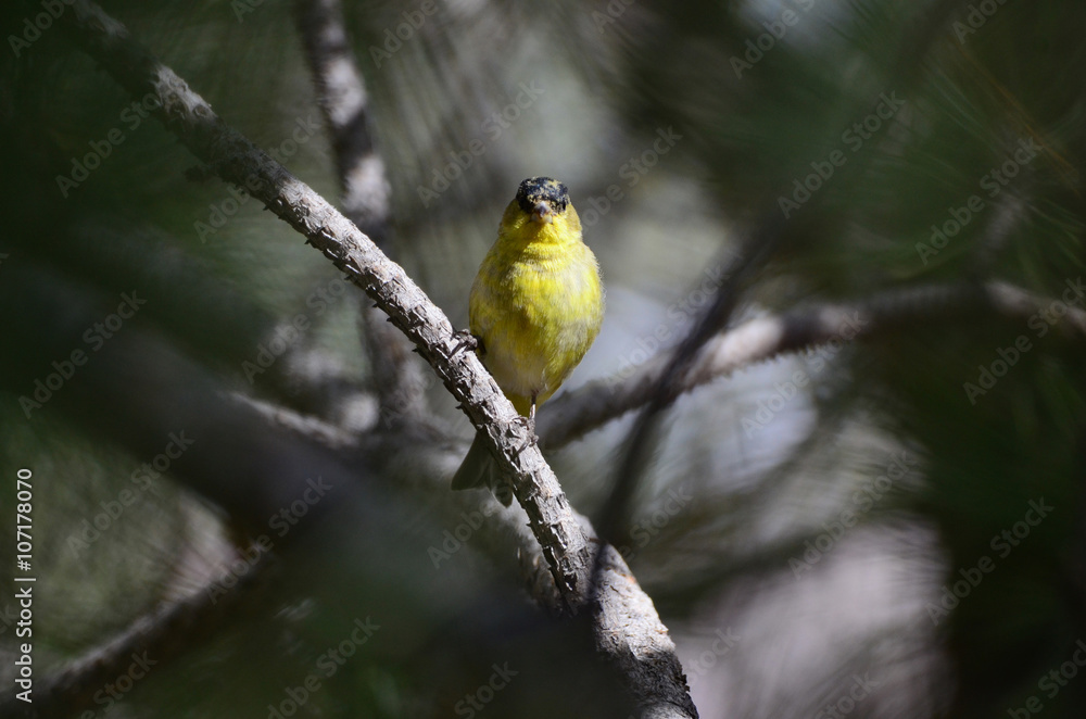 Obraz premium Southwest USA Beautiful Yellow and Black Male Lesser Goldfinch are bright yellow below with glossy black cap white patches in wings, they have a black tail white corners.