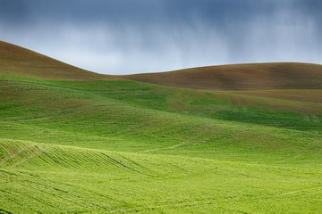 Fotobehang Heuvel Tarweveld in regenachtige Palouse Hills  © thecolorpixels