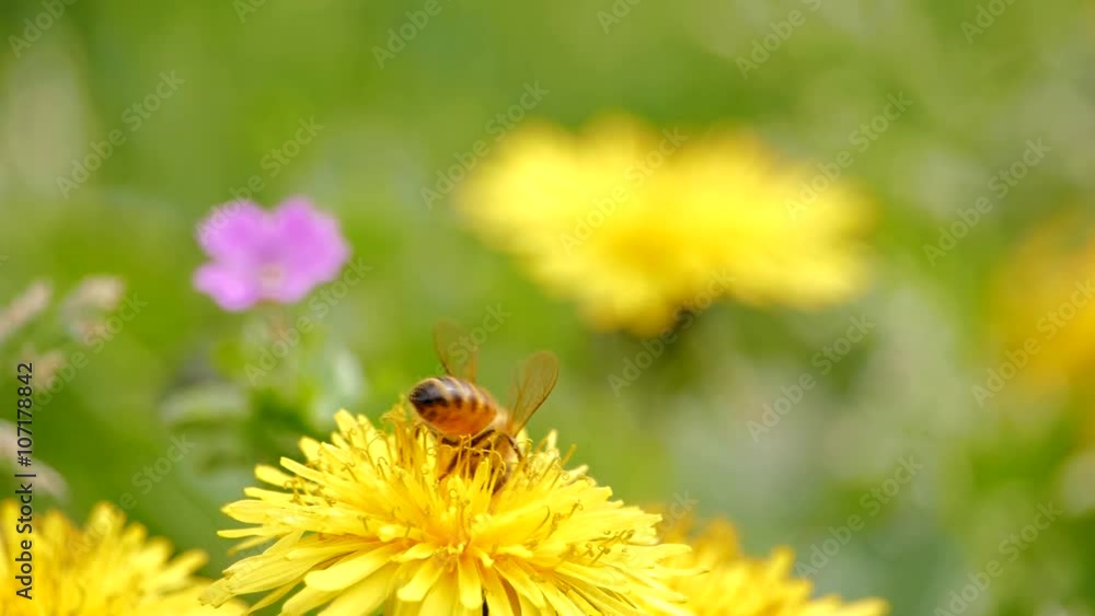 slow motion macro di ape su fiore giallo ricoperta di polline 4 slow motion macro di ape su fiore giallo ricoperta di polline 4