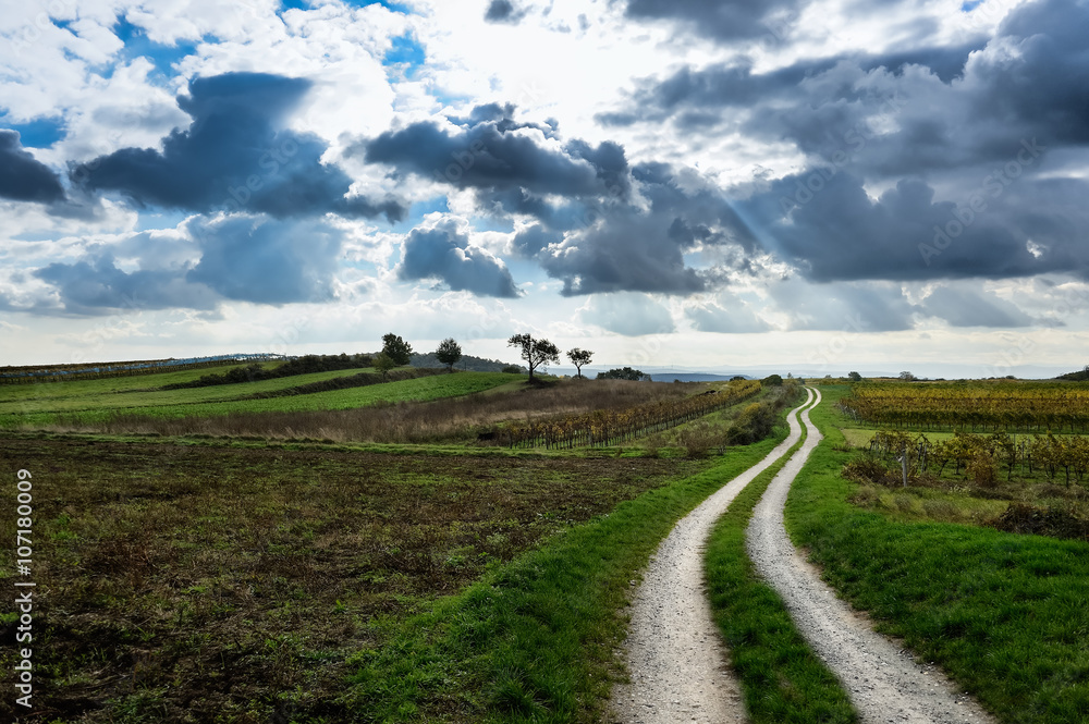 Fototapeta premium Weg durch Landschaft mit Weingarten im Herbst