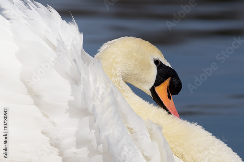 Mute Swan, cygnus olor