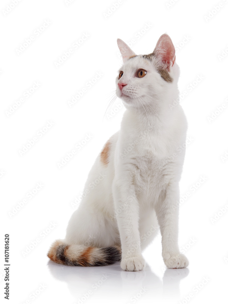 white domestic cat with a multi-colored striped tail