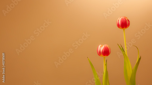 Twee tulpen