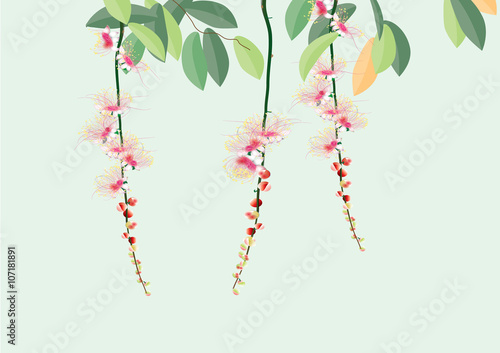 barringtonia flowers ,pink flowers with leaves on white background vector illustration