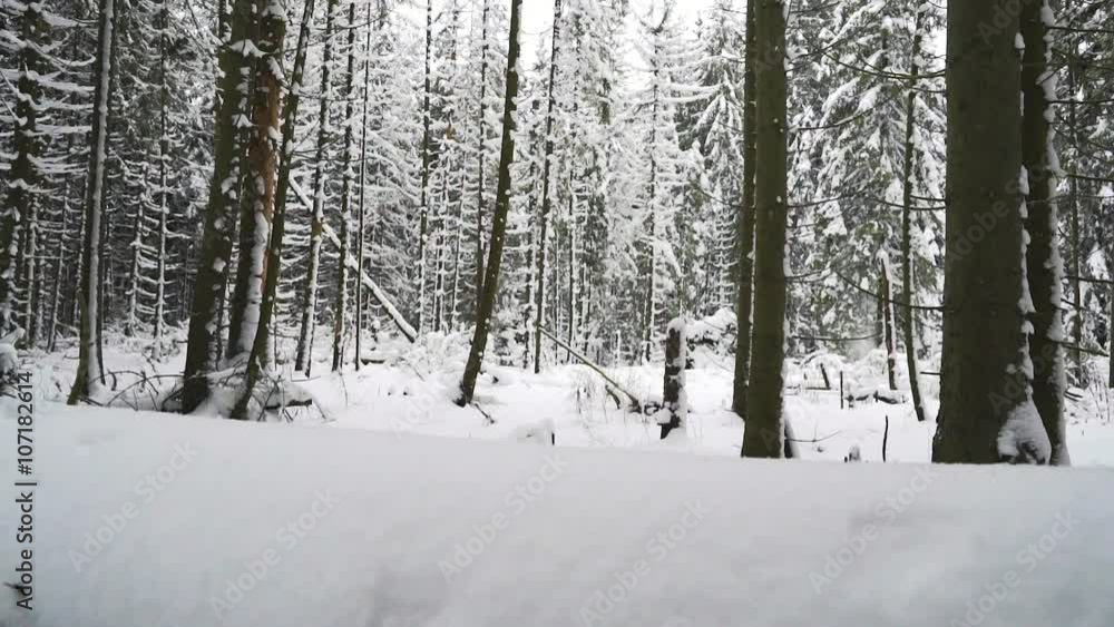 Slider shot in the snowy forest Slider shot in the snowy forest
