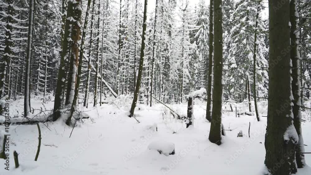 Slider shot in the snowy forest Slider shot in the snowy forest