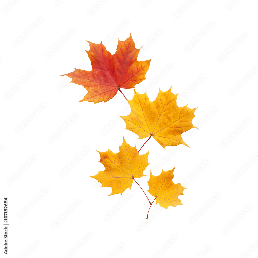 Autumn. golden leaves maple isolated. Autumn. golden leaves maple isolated.