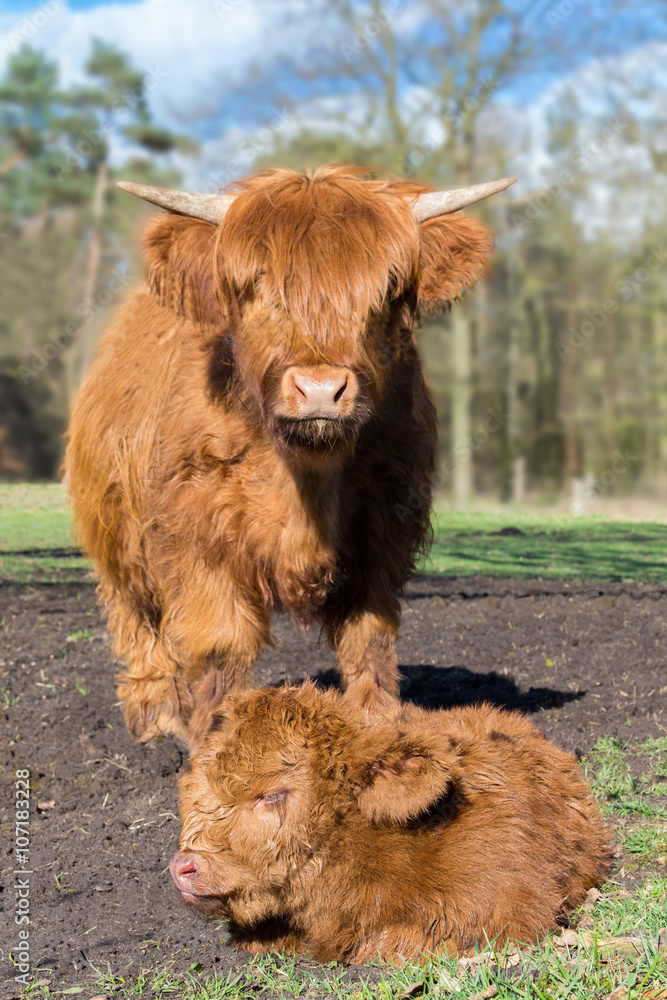 Fototapeta premium Mother scottish highlander cow standing near newborn calf
