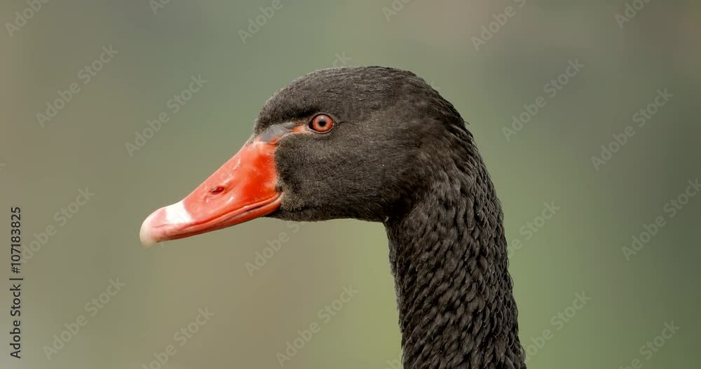 4k primo piano di uno splendido esemplare di cigno nero 4k primo piano di uno splendido esemplare di cigno nero