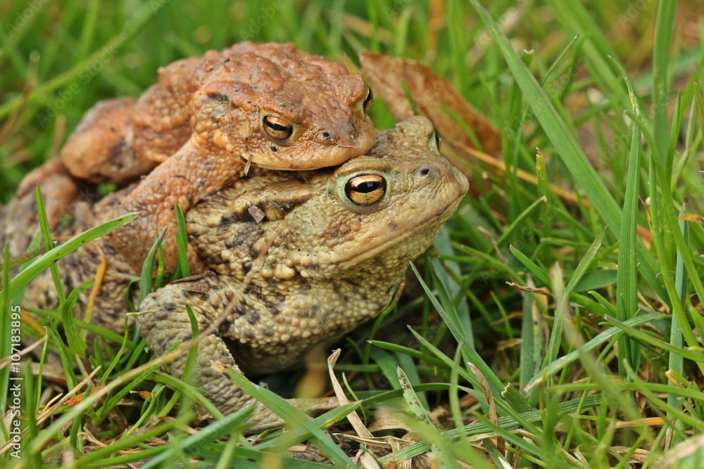 Erdkrötenpaar (Bufo bufo) auf Wanderschaft
Erdkrötenpaar (Bufo bufo) auf Wanderschaft