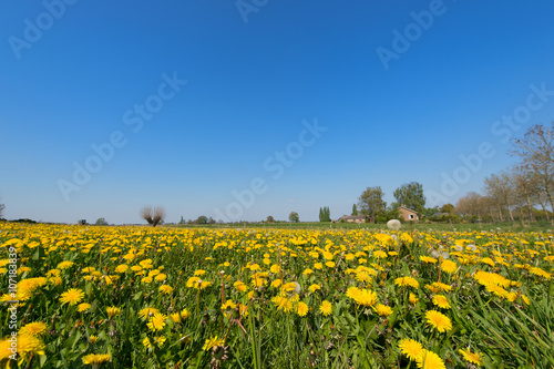 Dandelions in landscape © Ivonne Wierink