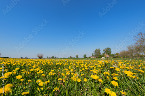 Dandelions in landscape