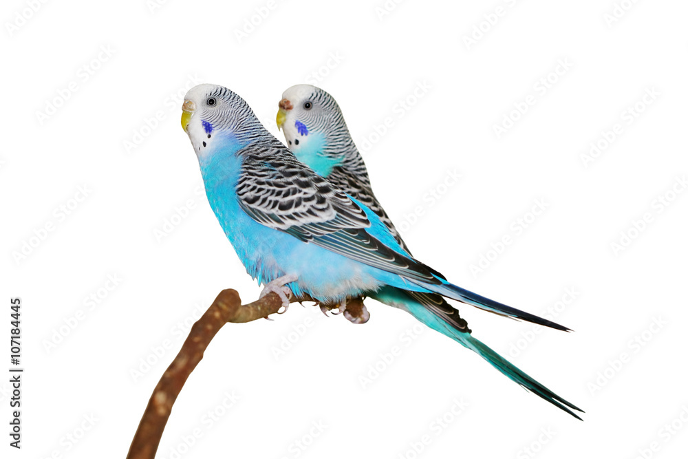 Fototapeta premium budgerigars