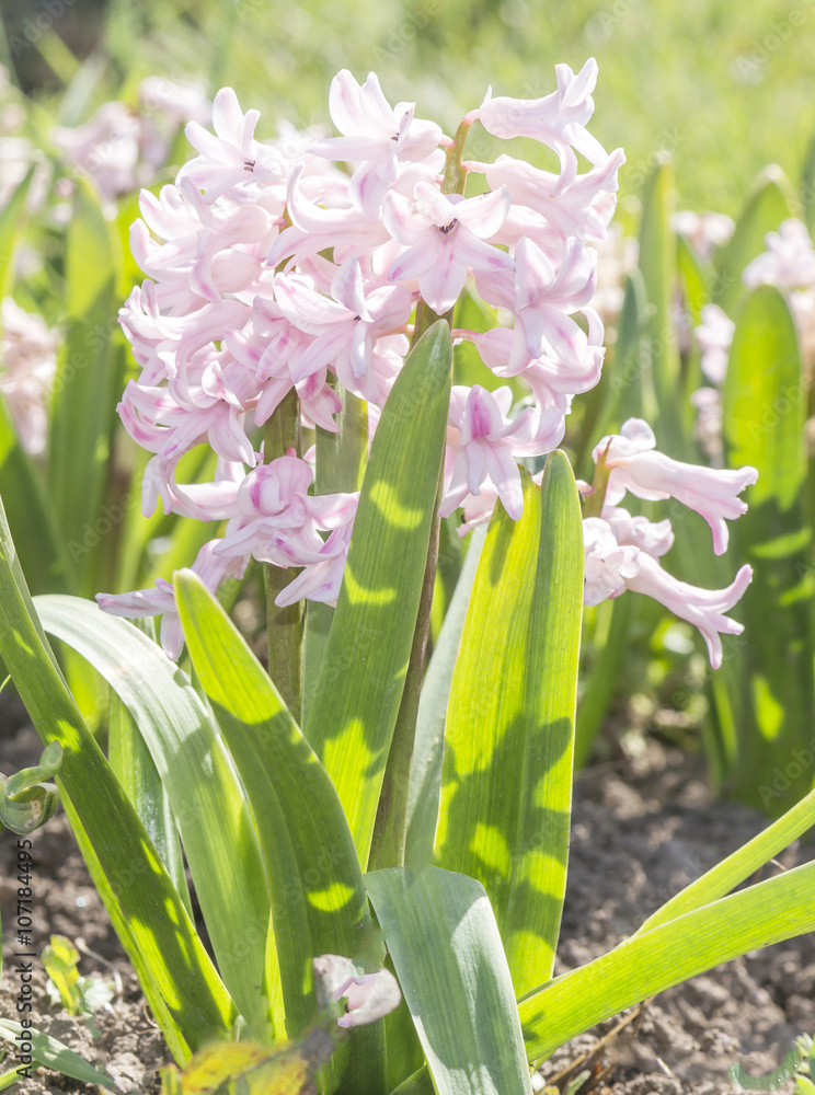 bush of pink hyacinths bush of pink hyacinths
