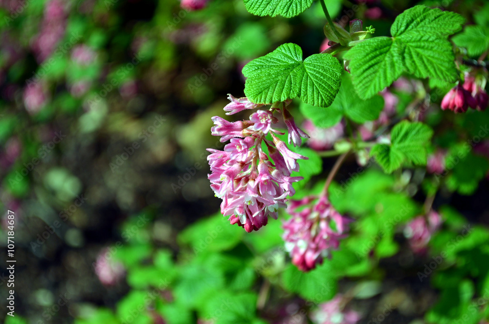 pink blossom in the park