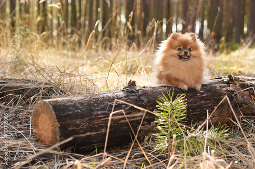  domestic dog in the woods sitting on a log