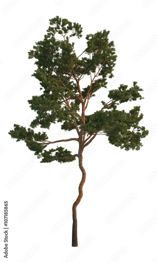 3D Illustration Pine Tree