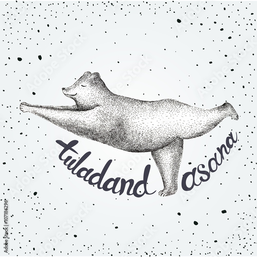 Vector illustration of fun a bear isolated on vintage background. Print posture morning practice pranayama asana pose yoga Eps 10.  Tuladandasana