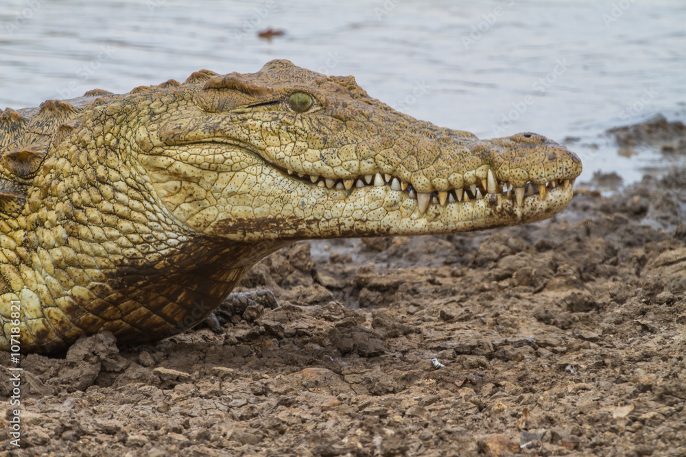 Obraz premium Big Smile...a huge crocodile on the bank of a pond. Just waiting for some food. Taken in Kruger National Park in South Africa.
