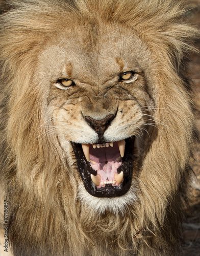Anger!...a ferocious male lion captured in the wild is it was killing local herds, just placed in protective custody at a huge game farm.  Near Kruger Park in South Africa