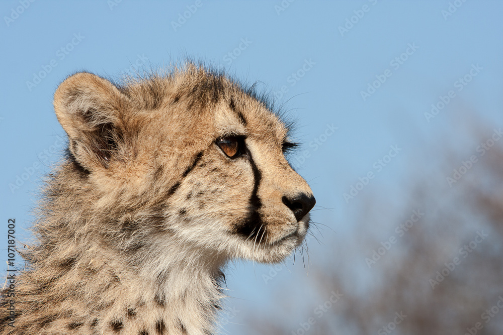 Staring...A jaguar cub looks attentively at his surroundings. Taken in Kruger National Park in South Africa Staring...A jaguar cub looks attentively at his surroundings. Taken in Kruger National Park in South Africa