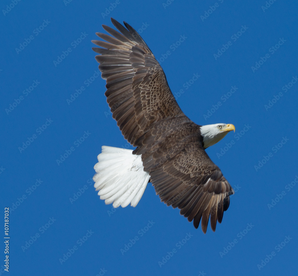 Soaring...An amazing Bald Eagle soars high in the sky, just for the joy of it. Photographed on the Kalamazoo River near Lake Michigan Soaring...An amazing Bald Eagle soars high in the sky, just for the joy of it. Photographed on the Kalamazoo River near Lake Michigan