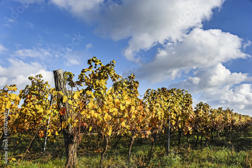 Weingarten im Herbst bei Oggau im Burgenland am Neusiedlersee