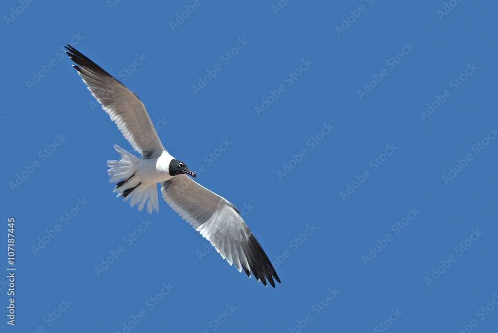 Laughing Gull ((Larus atricilla)