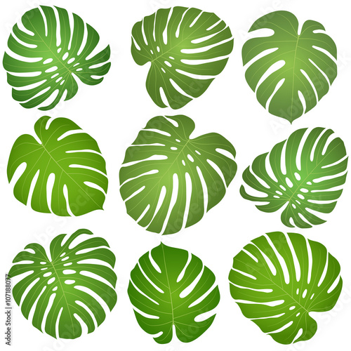 green leaves monstera