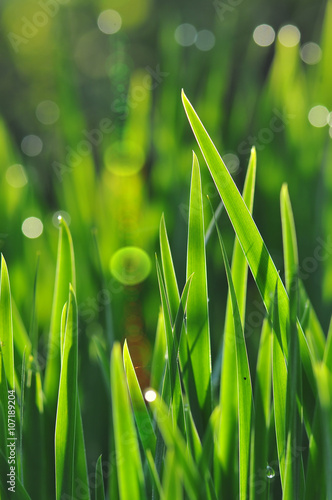 Źdźbła trawy prześwitujące światłem słońca nr2