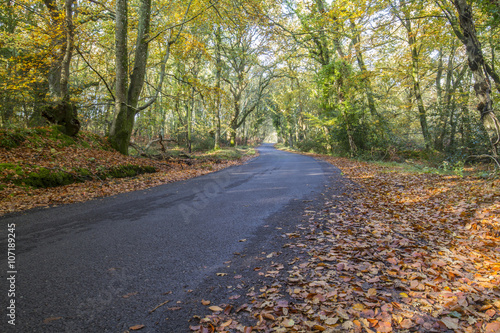 road running through autumn leaves in woods