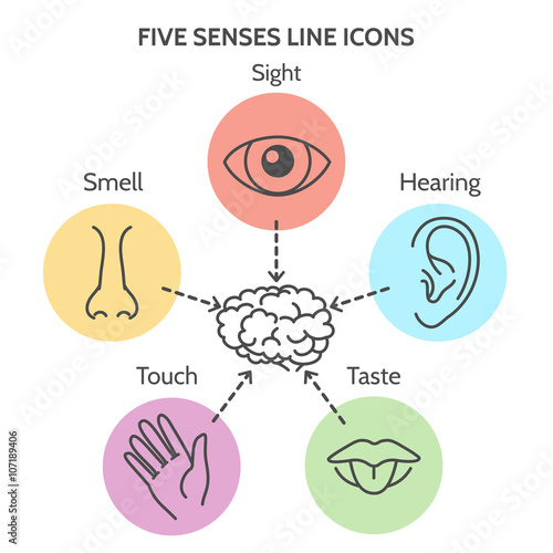 Five senses line icons. Human ear and eye symbols, nose and mouth outline vector signs