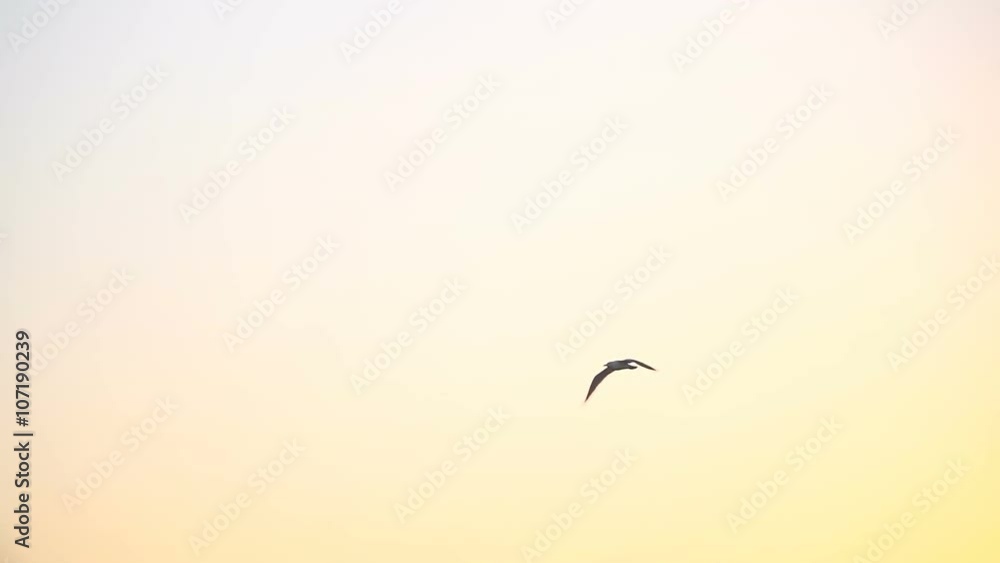 Seagull flying in the sunset sky Seagull flying in the sunset sky