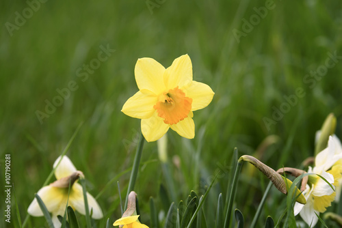 isolated narcissus flower in the grass