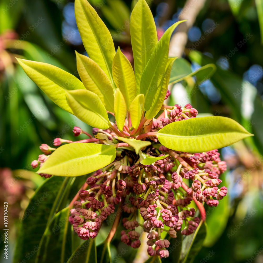 Berries growing on a tree