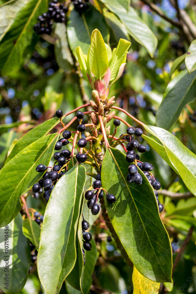 Obraz premium Berries growing on a tree